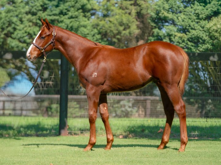 Lot 484