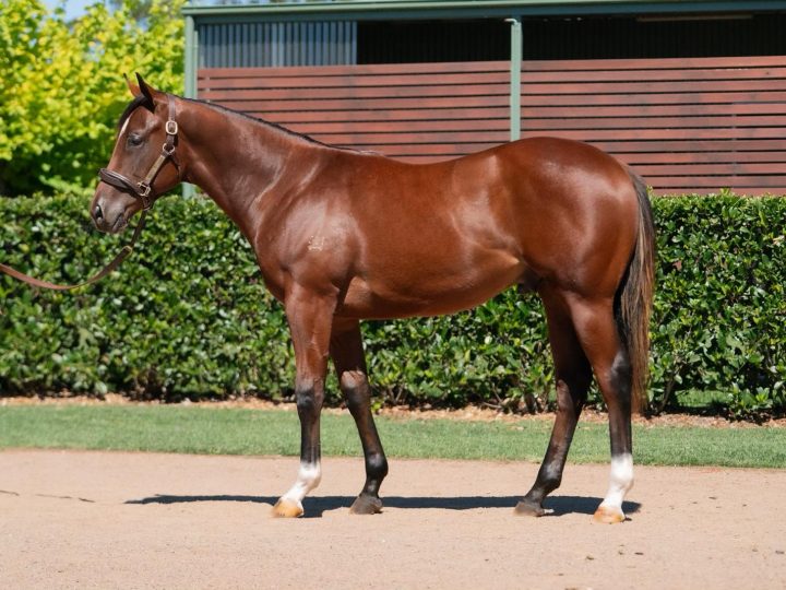 Lot 242