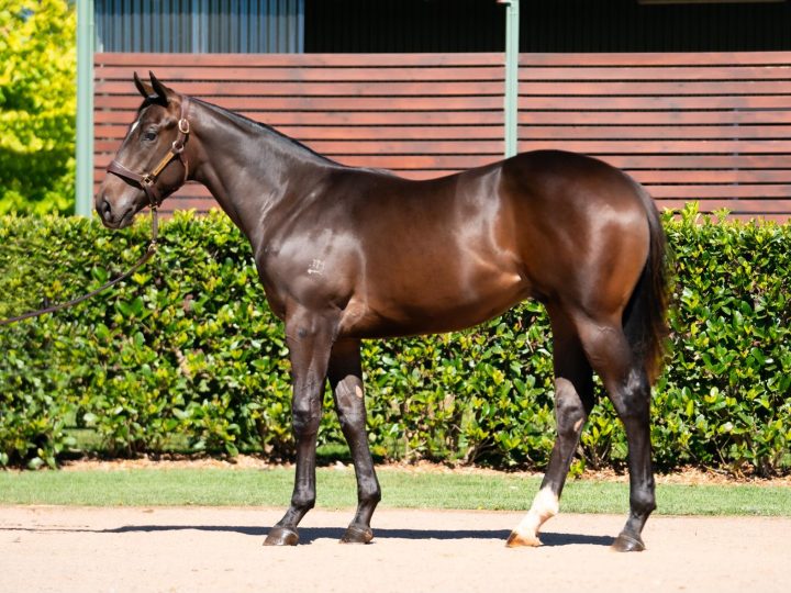 Lot 262