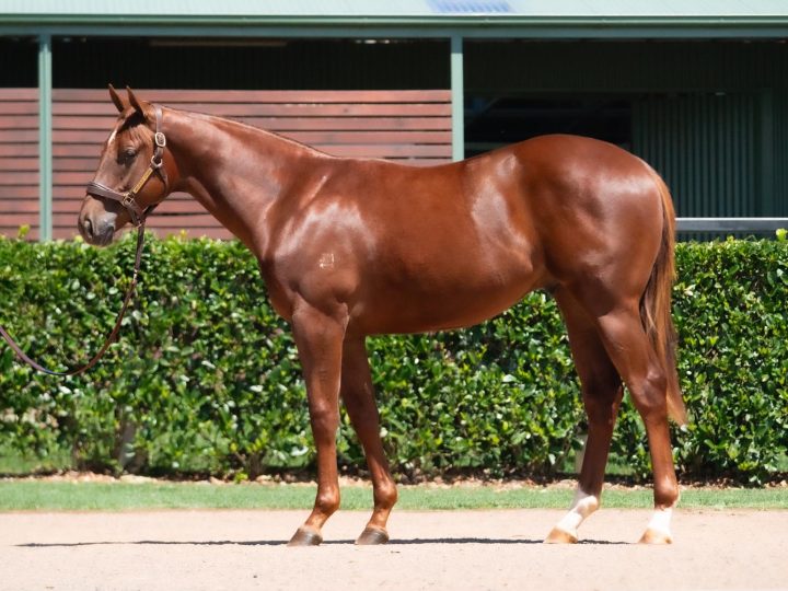Lot 500
