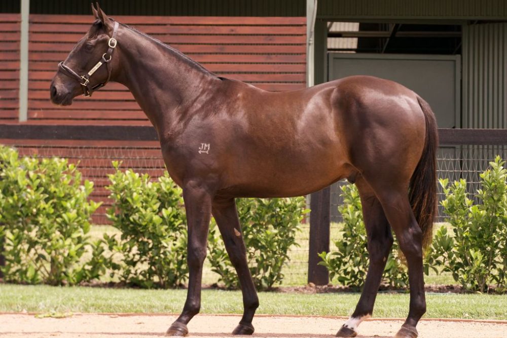 2023 Inglis Classic Lot 133