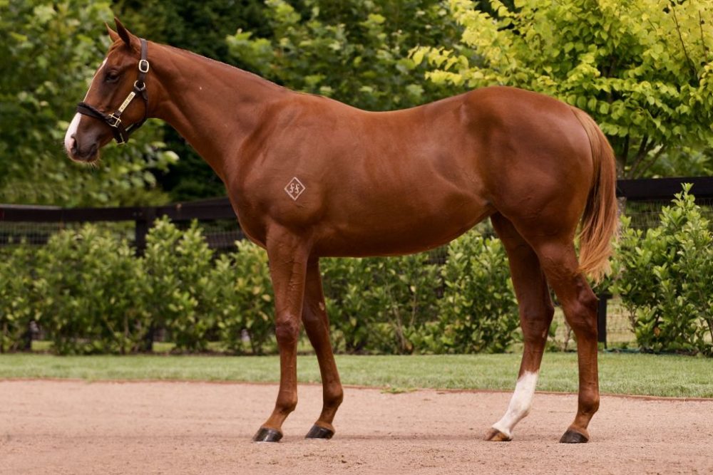 2023 Inglis Classic Lot 291