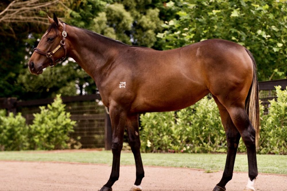 2023 Inglis Classic Lot 411