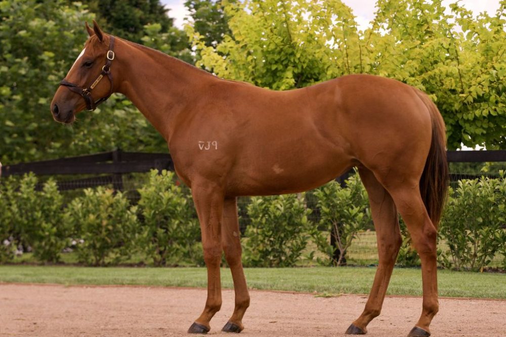 2023 Inglis Classic Lot 621