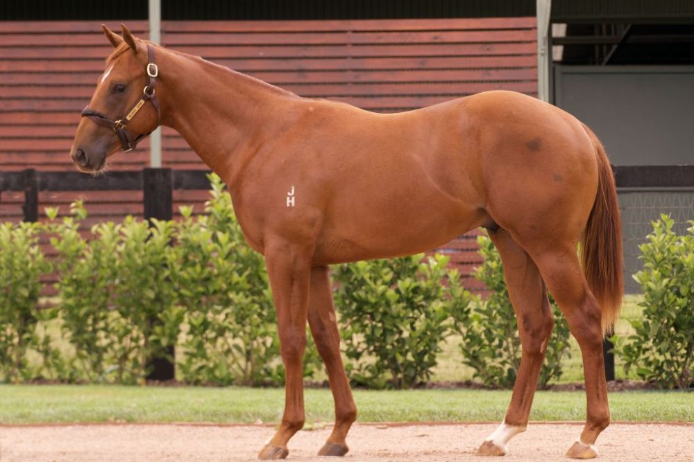 2023 Inglis Classic Lot 769