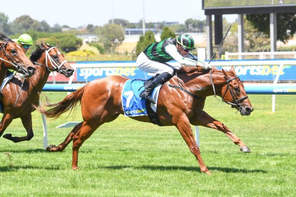 Closer To Free ridden by Michael Dee wins the Sportsbet Blue Diamond Prelude (C&G) at Caulfield Racecourse on February 07, 2026 in Caulfield, Australia. (Photo by Brett Holburt/Racing Photos)