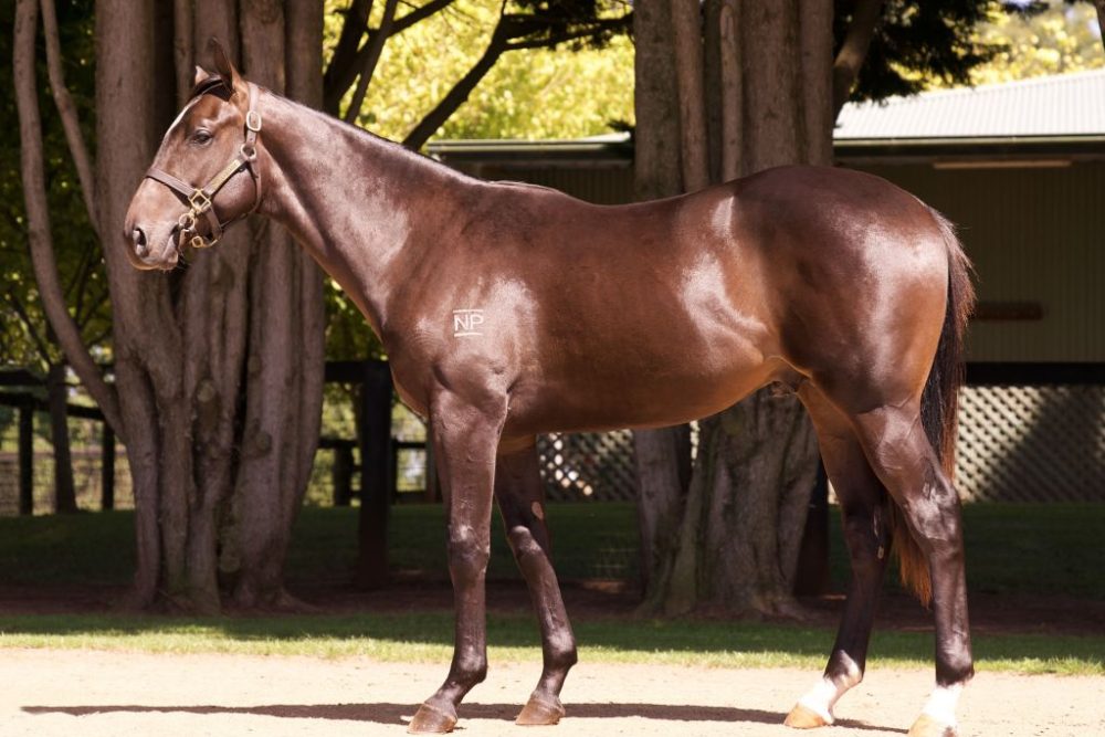 Inglis Premier Lot 474