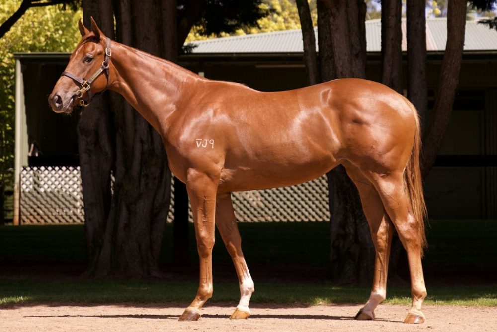 Inglis Premier Lot 546