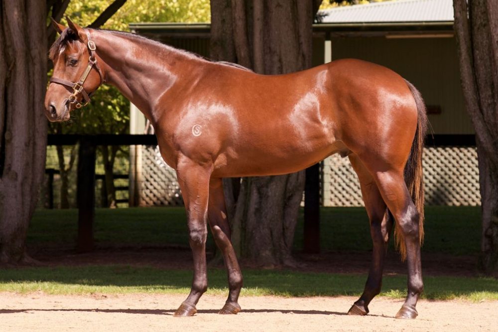 Inglis Premier Lot 556