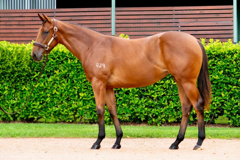 Lor 209 Astern x Modesty filly