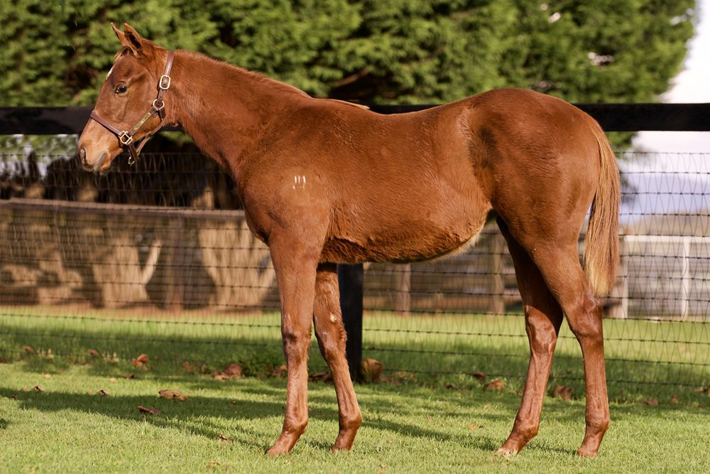Lot 112 - Written Tycoon x Wedgie filly