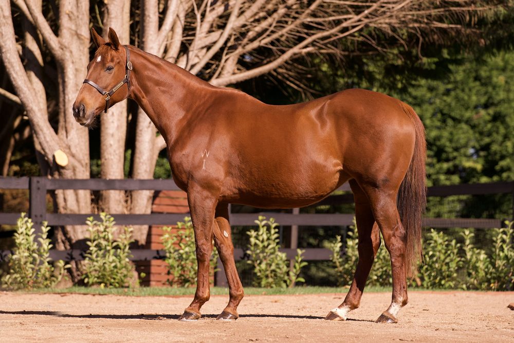 Lot 1149 - Kissed by the Sun