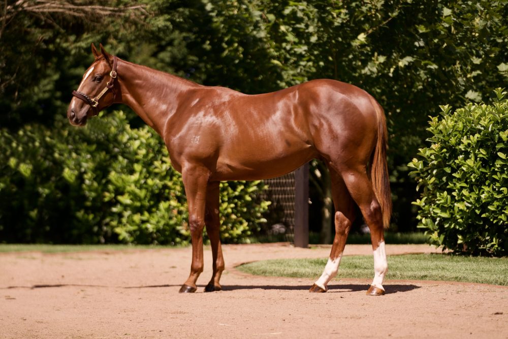 Lot 119