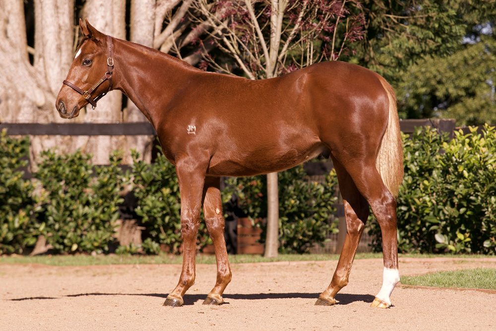 Lot 126