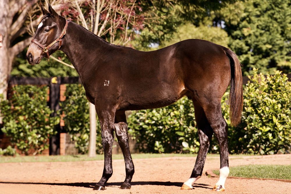 Lot 13