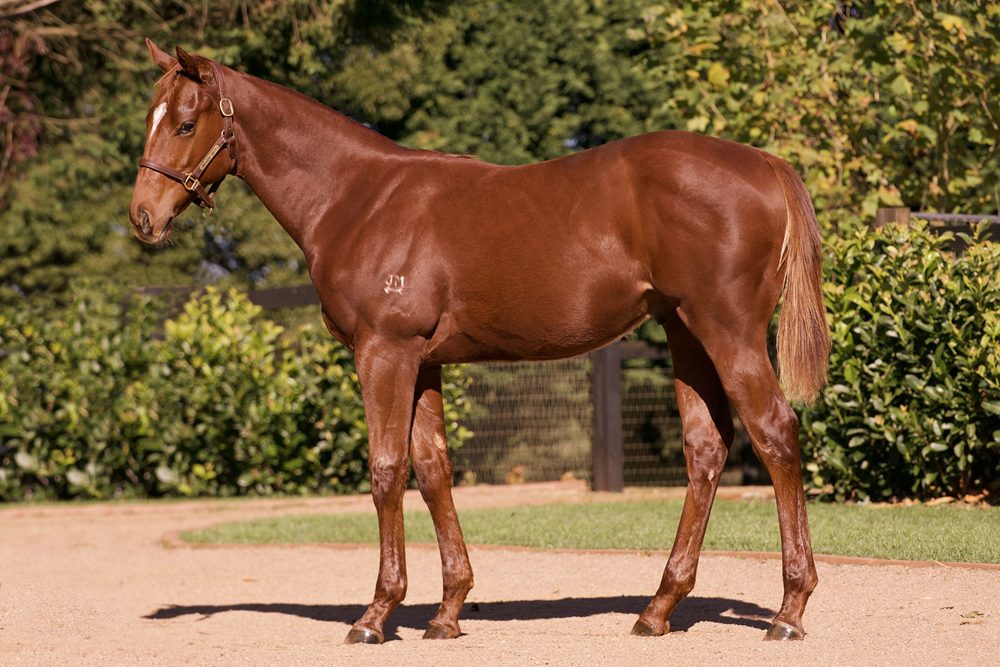 Lot 133