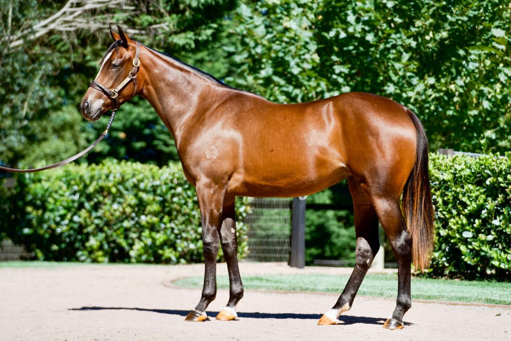 Lot 136