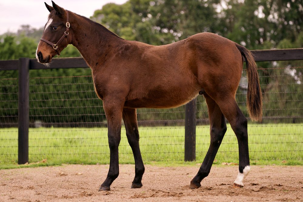 Lot 140 - Smart Missile x Amo Ami Ama colt