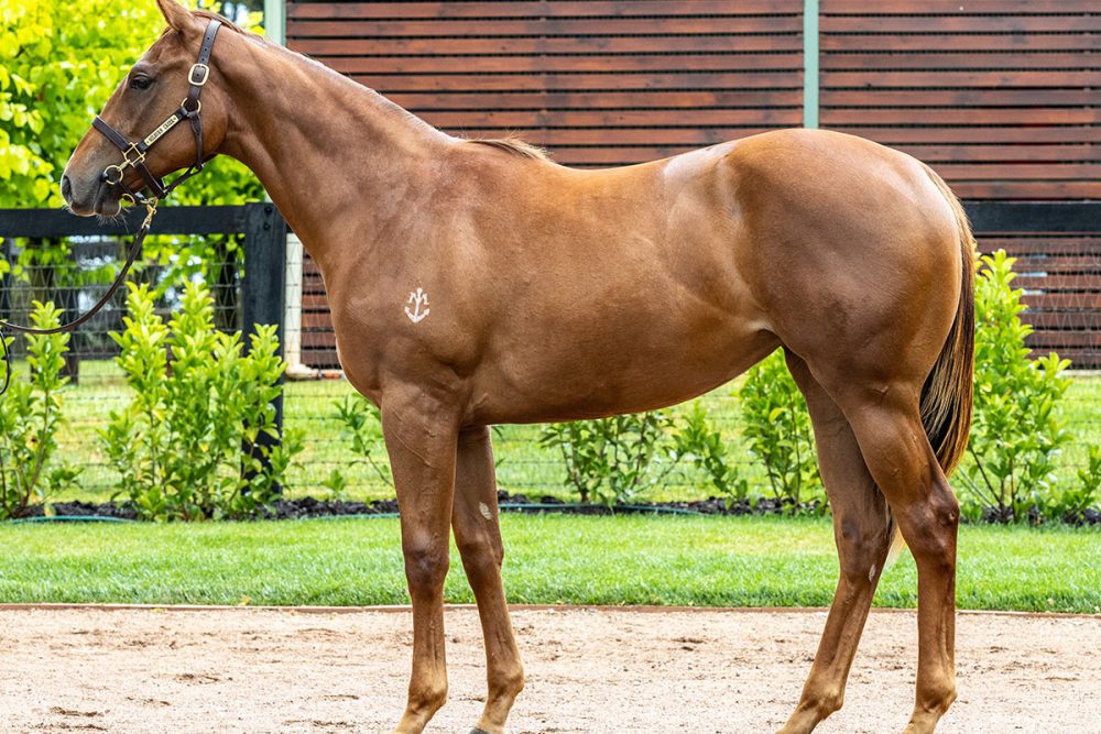 Lot 145 - Written Tycoon x Moldova - Filly_edit