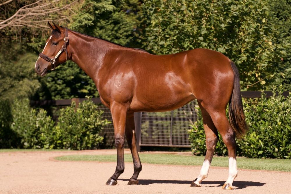 Lot 145