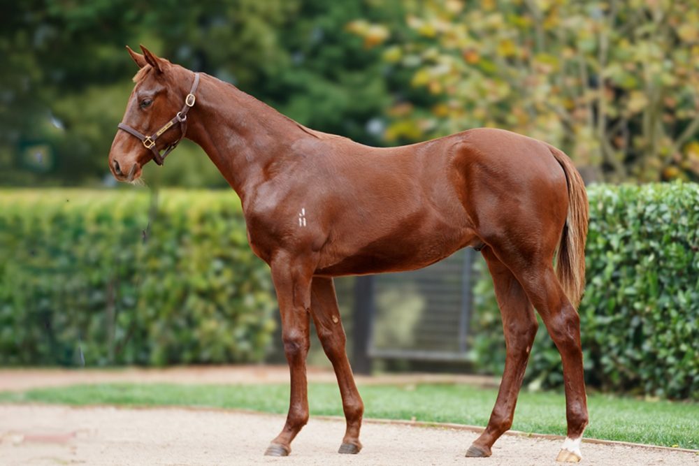 Lot 154