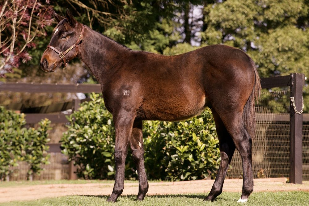 Lot 155