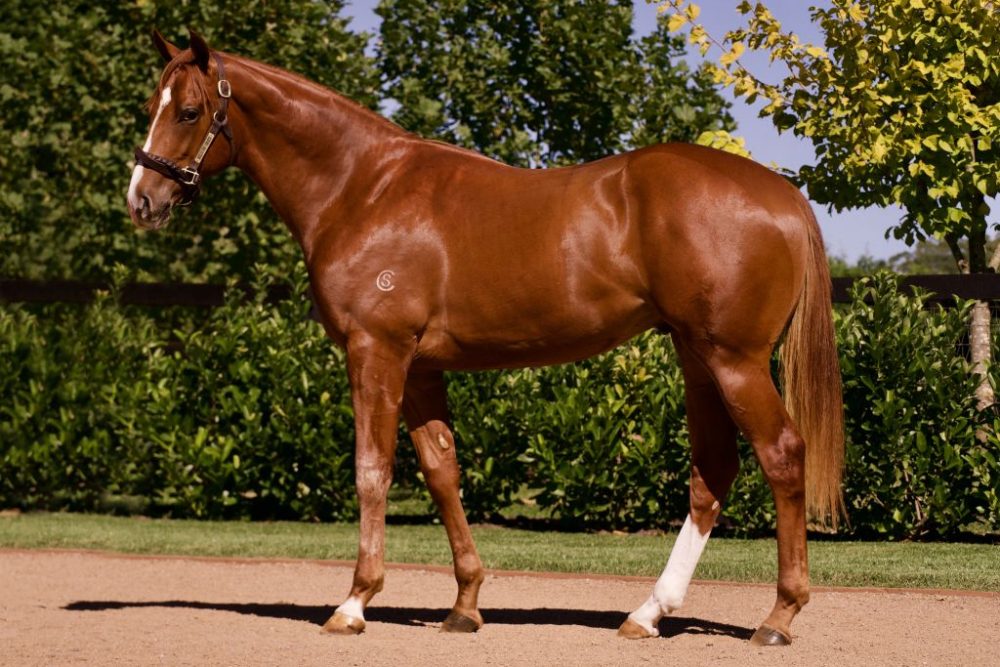 Lot 156
