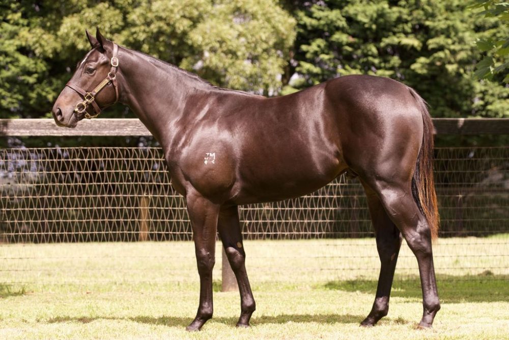Lot 163 Lonhro x Fascination Street colt