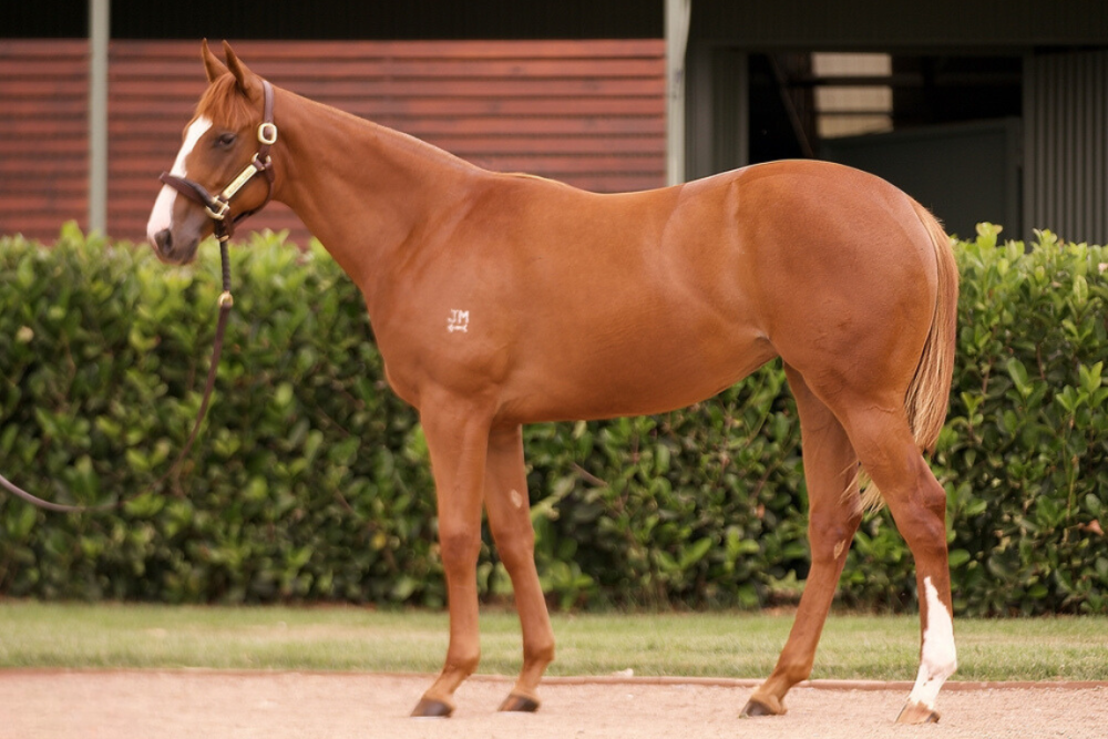 Lot 169_ Farnan x Sexy Eyes filly
