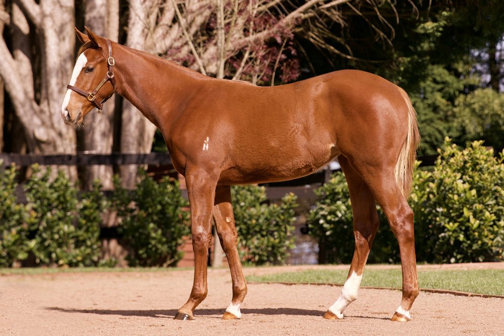 Lot 181