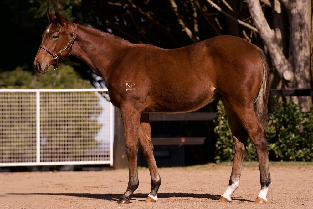 Lot 185