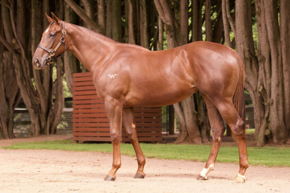 Lot 19 Written Tycoon x Wedgie filly