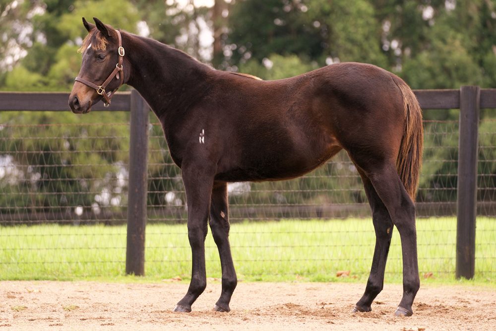 Lot 196 - Omaha Beach x Component filly