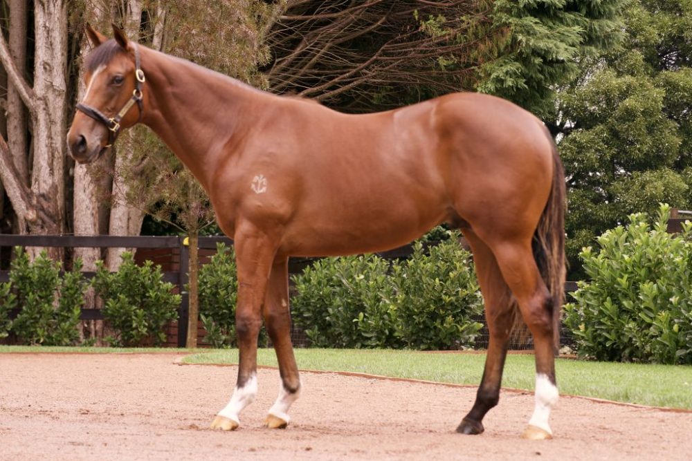 Lot 196