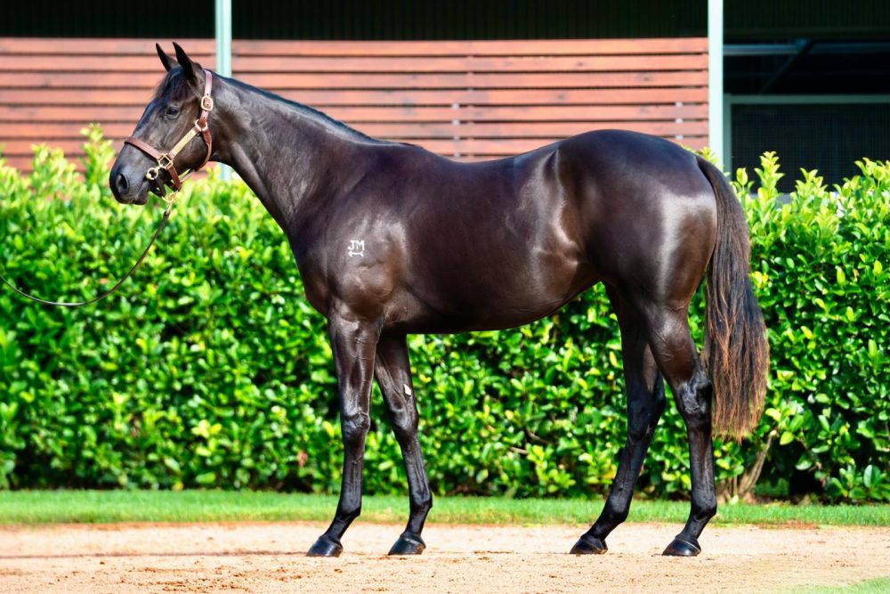Lot 207