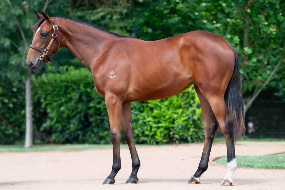 Lot 221
