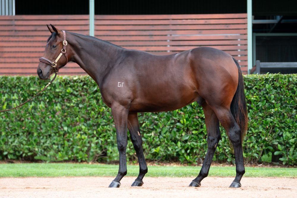 Lot 228 Milburn Premier