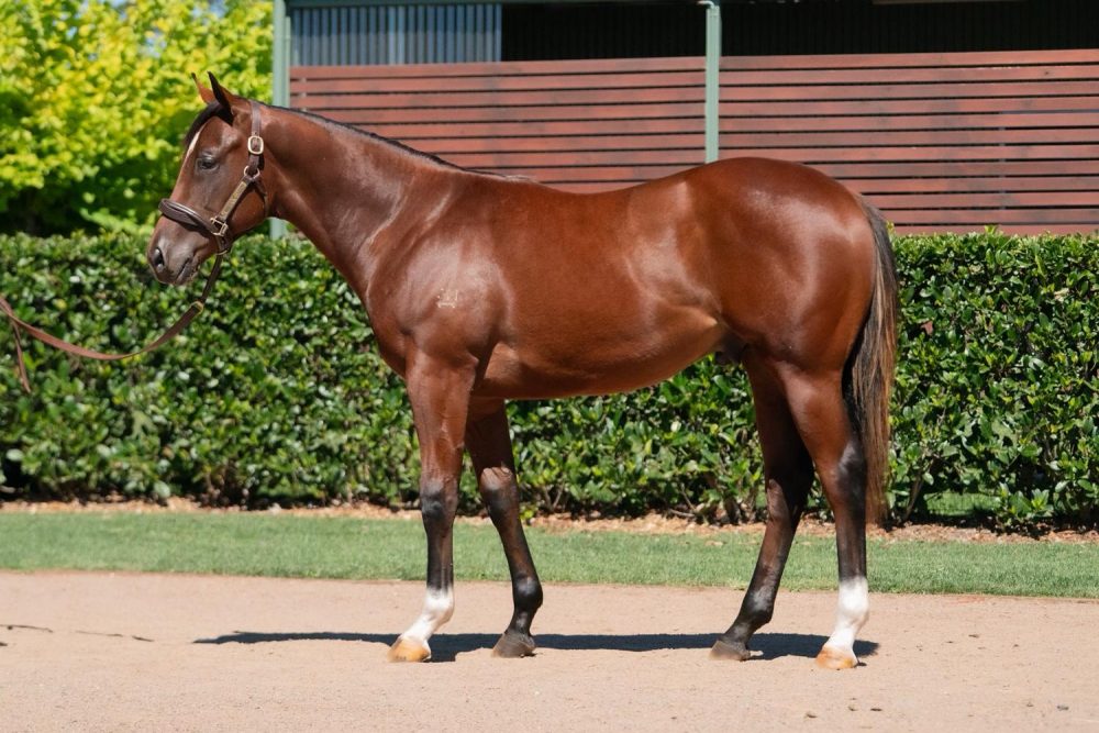 Lot 242