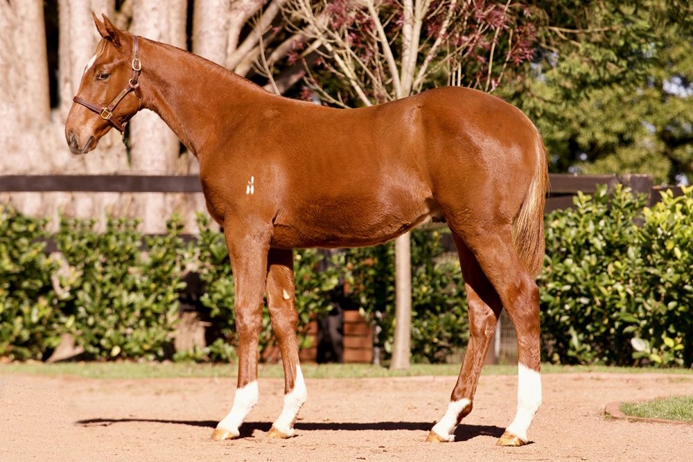 Lot 242