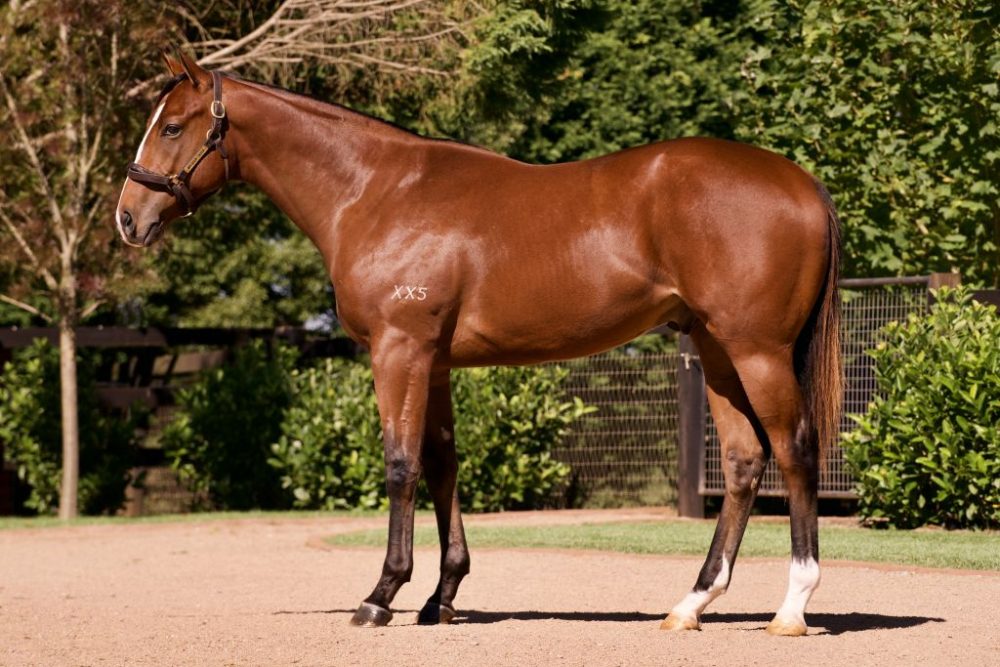 Lot 247