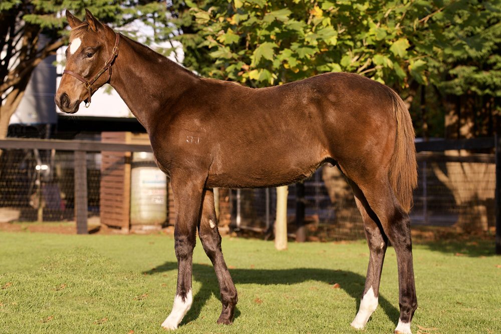 Lot 252 - Pride of Dubai x Grand Daughter colt