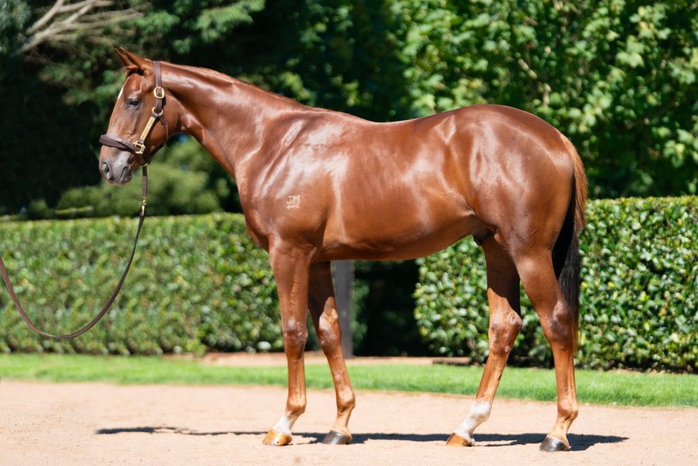 Lot 254
