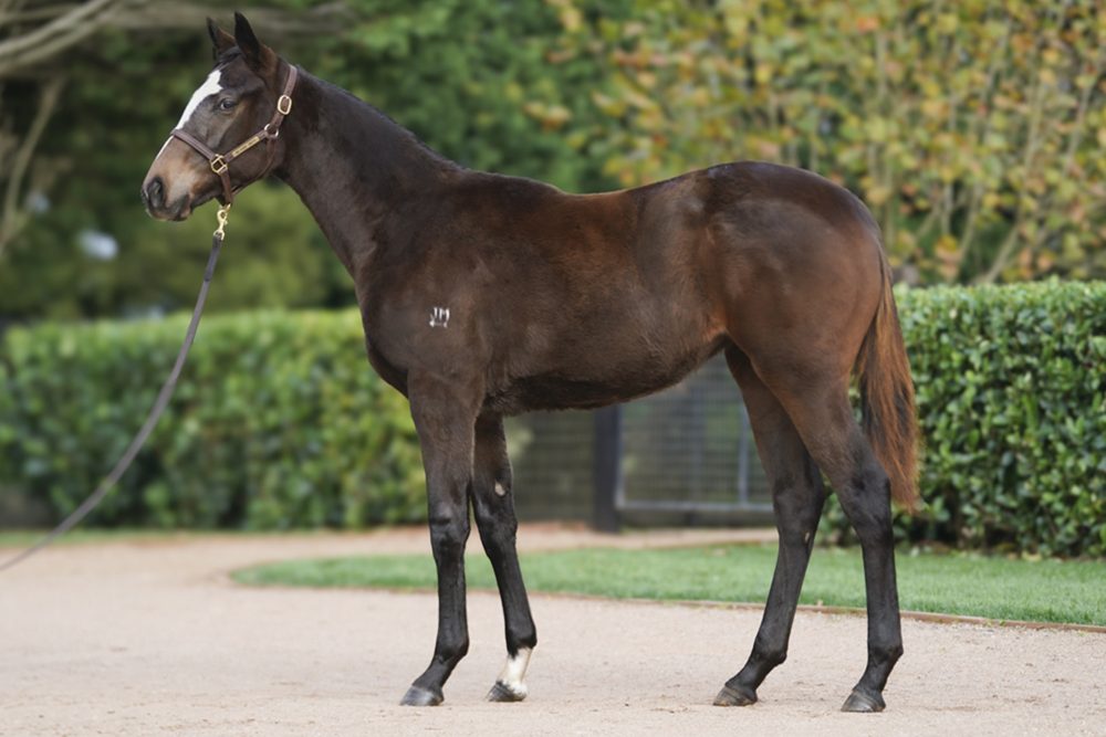 Lot 270