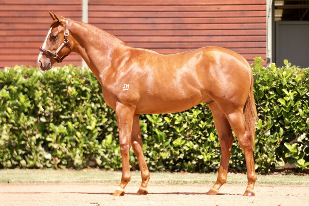 Lot 279_ Justify x Tatiara colt