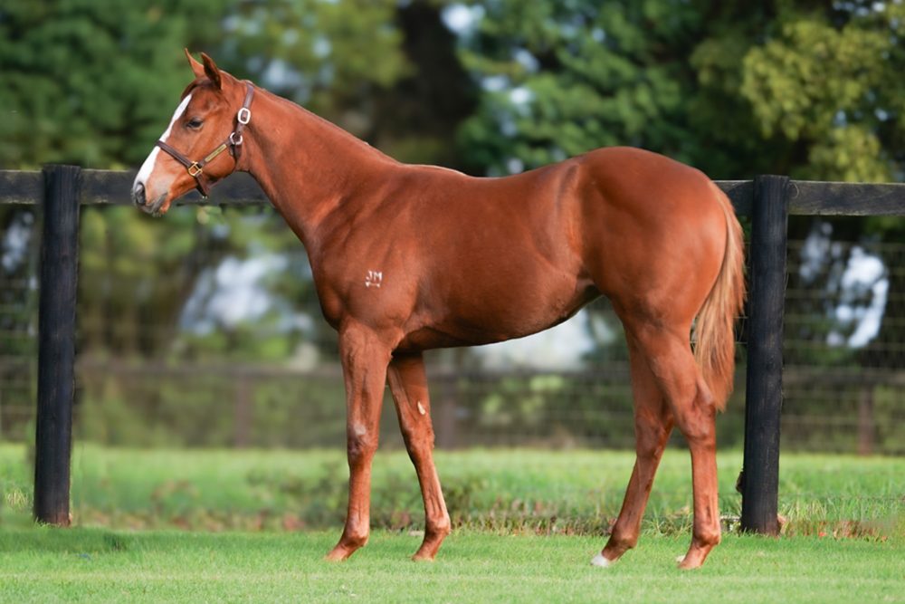 Lot 303