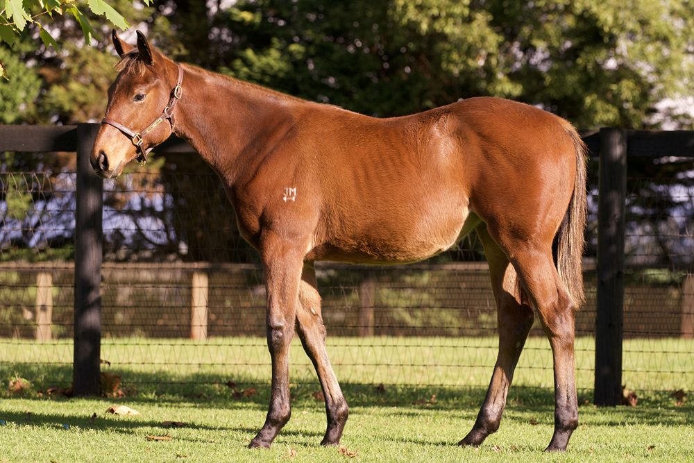 Lot 305 - Extreme Choice x Leamington filly
