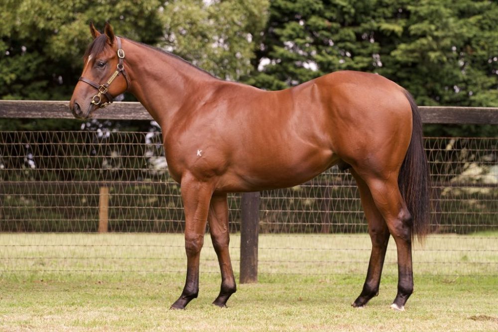 Lot 309 American Pharoah x Mumtaazah colt