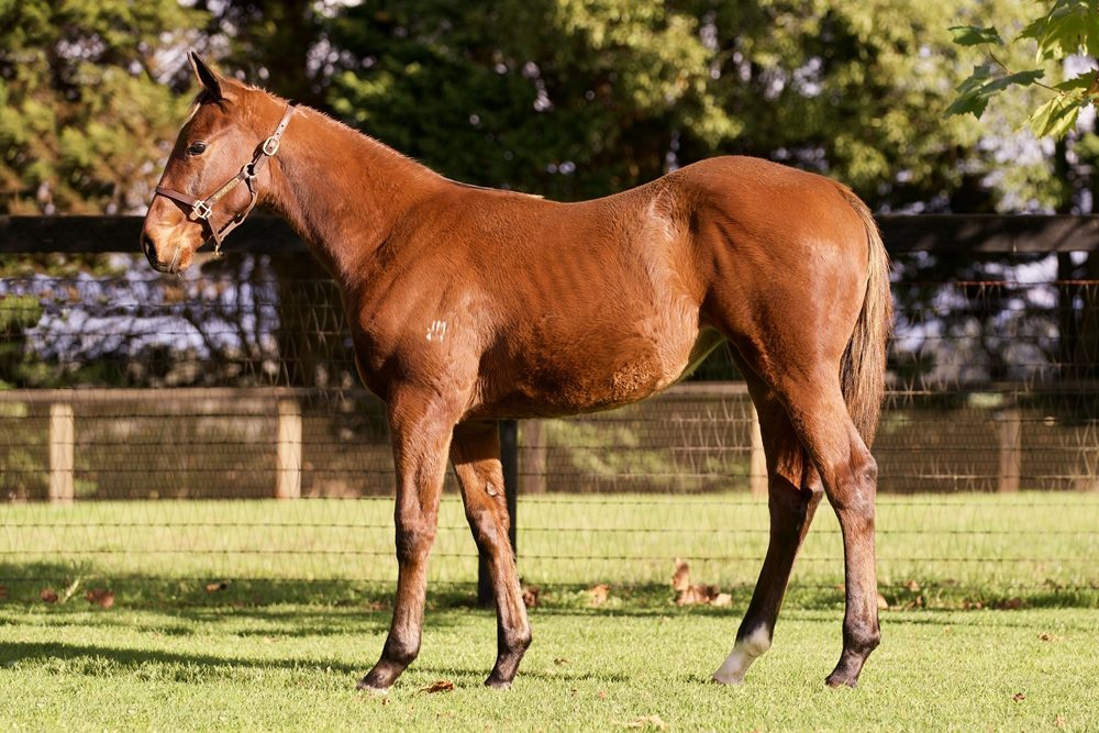 Lot 315 - Yes Yes Yes x Luluoru filly