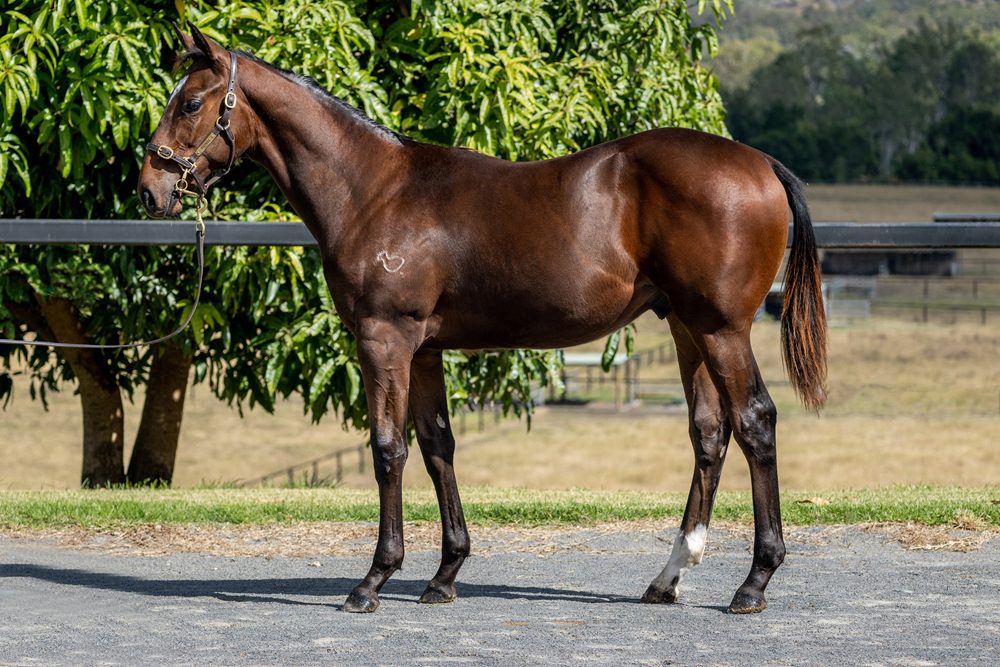 Lot 317