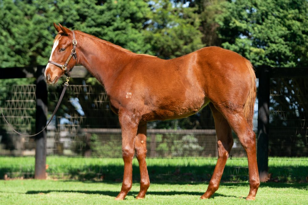 Lot 323